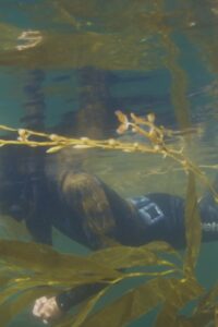 Still from the student film The Kelp We Breathe. It depicts a scuba diver swimming amidst kelp. They are in a scuba suit, with an oxygen mask and scuba fins.